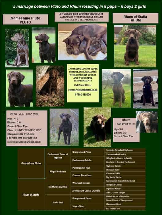 Top pedigree working chocolate Labrador puppies