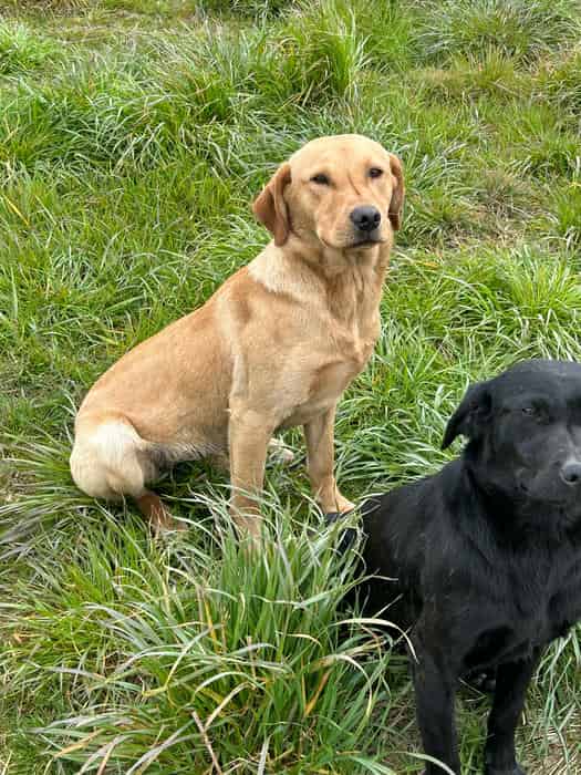 Part trained lab 13month