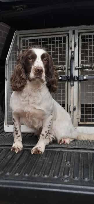 ESS 3 Year Old Dog