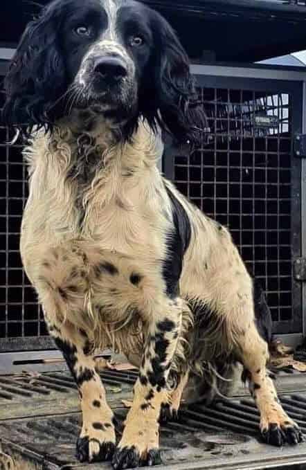 Fully Health Tested Springer at Stud