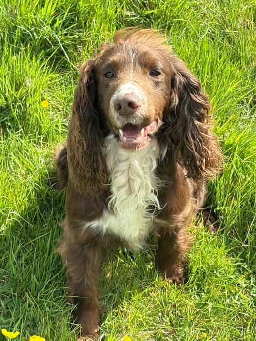 Fully Trained Cocker Spaniel