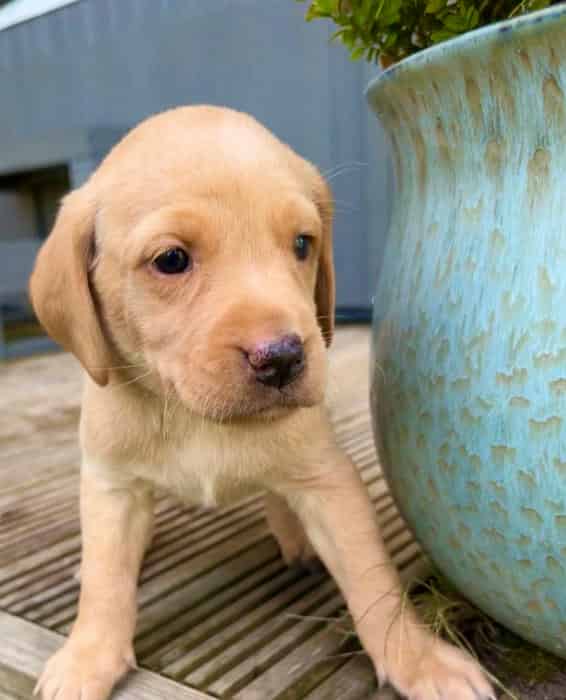 KC registered ftch breed lines