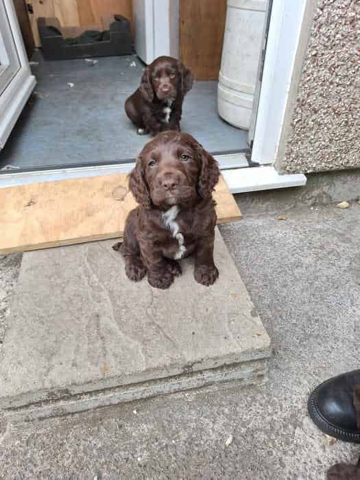FTCH cocker pups
