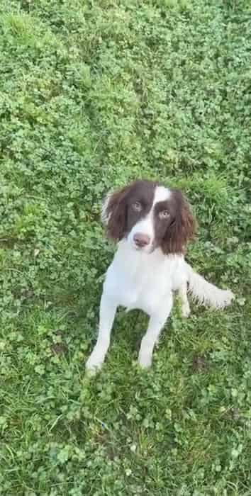 Started springer spaniel
