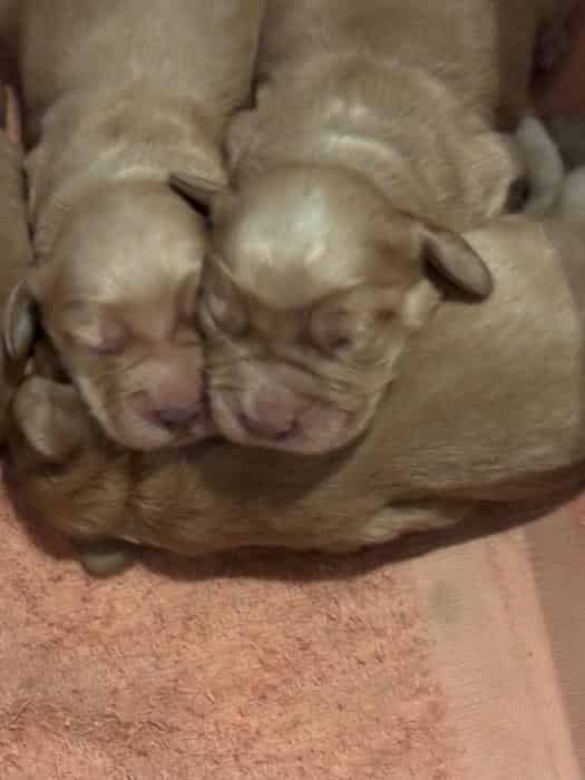 Cocker spaniels