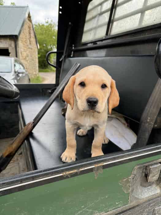 KC registered Labradors for sale