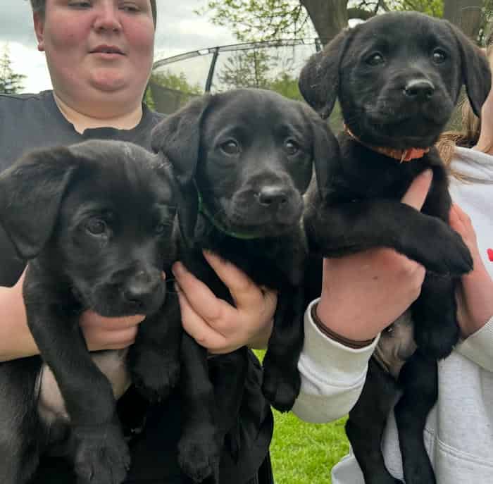 Gorgeous Black Working Labrador Puppies