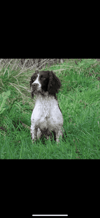 Oftw springer spaniel