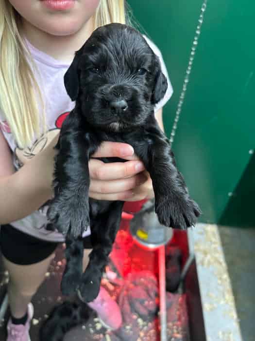FTW/0FTAW bred pups