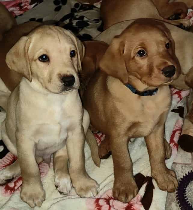 Red & Yellow home bred working Lab gundogs