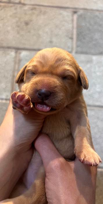 9 stunning pups available after a repeat mating