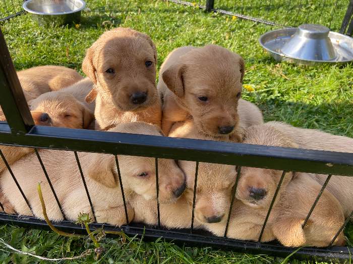 Quality KC registered puppies