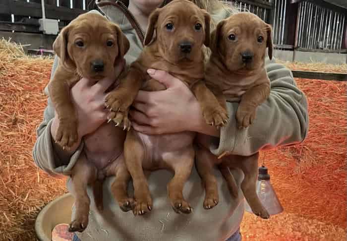 3 Fox Red Labrador Bitches for sale