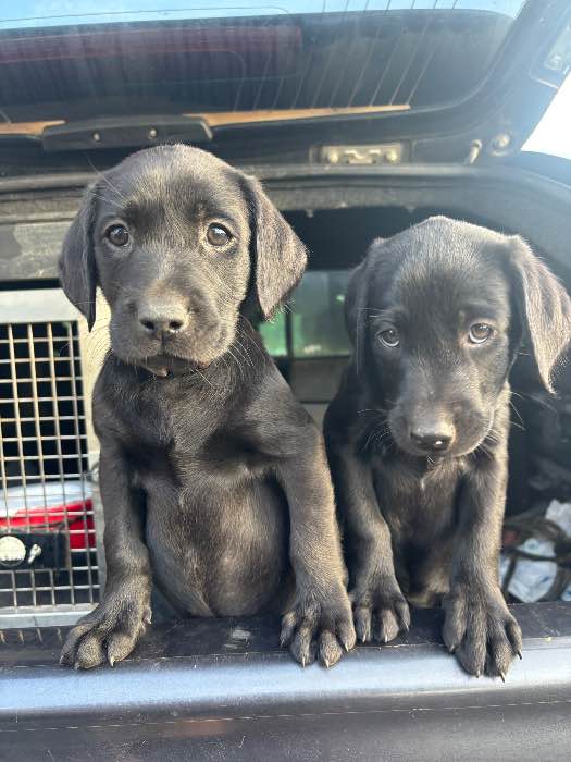 KC Registered working black labs