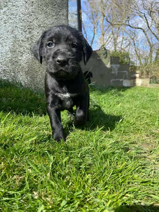 GWP x NZ Huntaway Puppies