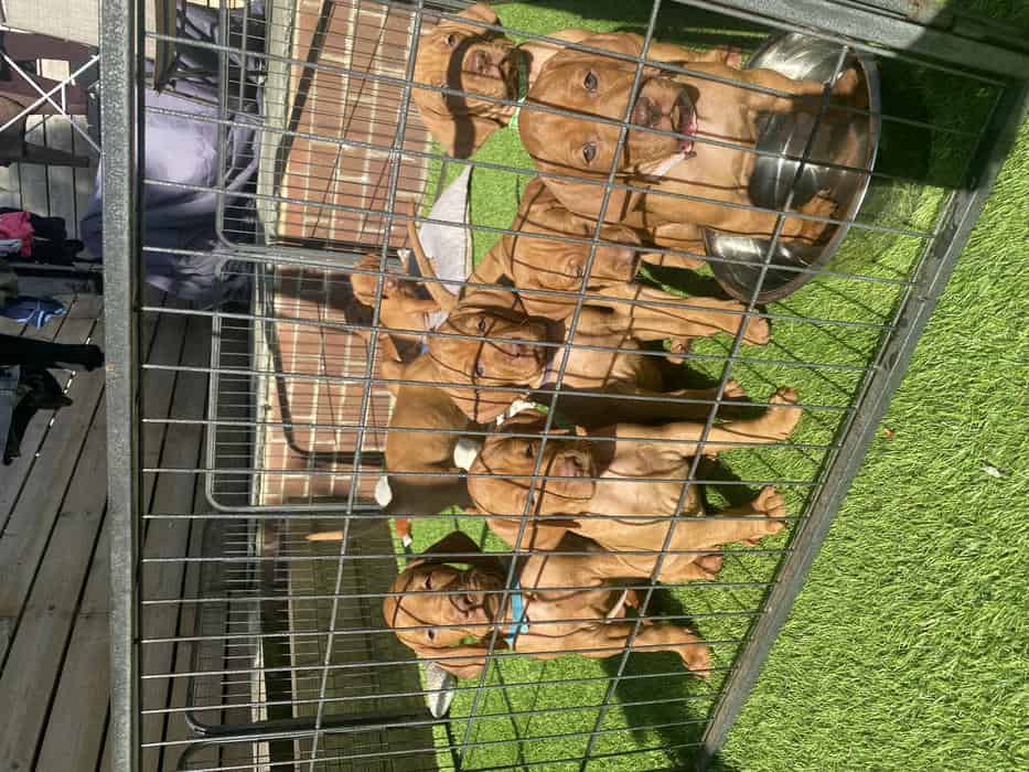 Stunning KC Registered Hungarian Vizsla Pups from Working Parents.