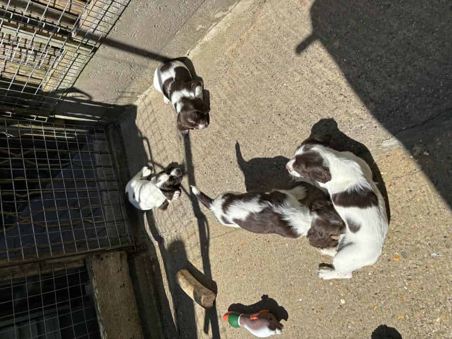 KC reg ESS puppies
