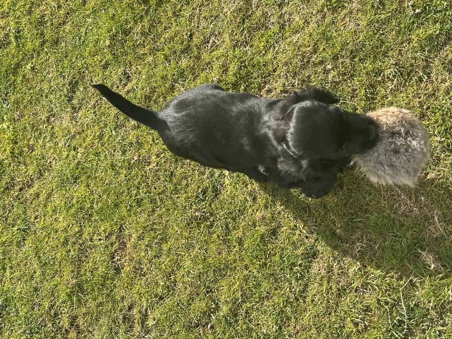 Black Working Cocker