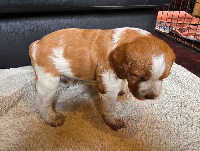 Brittany Puppies