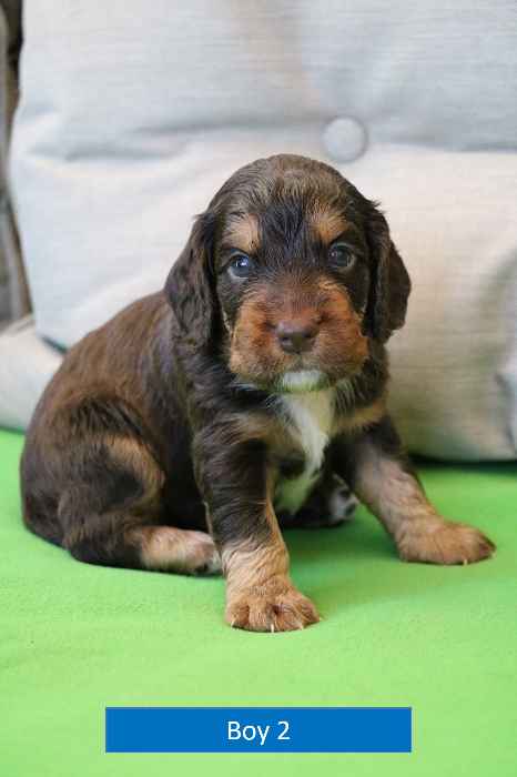 Health Tested KC Registered Cocker Spaniel Puppies