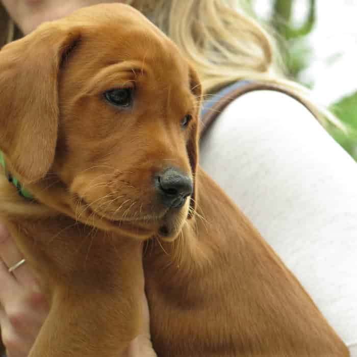 Dark Fox Red KCPuppies From Health Tested Parents