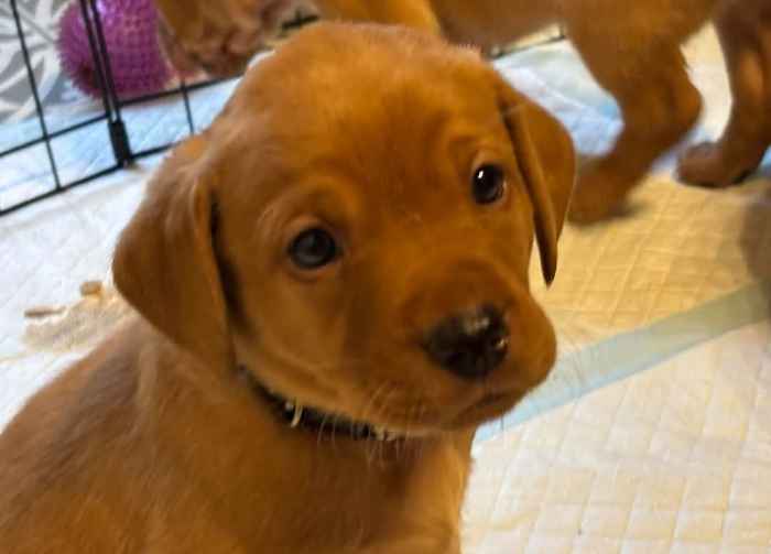 2 x Fox Red Labeador Puppies FTCH KC Registered