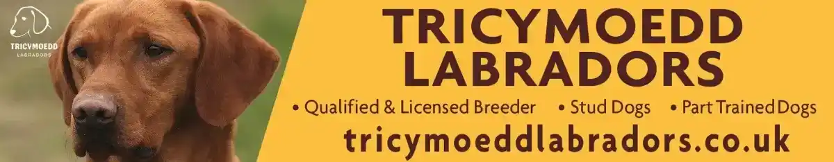 Tricymoedd Labradors