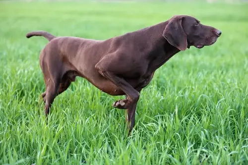 Pointer - Puppies