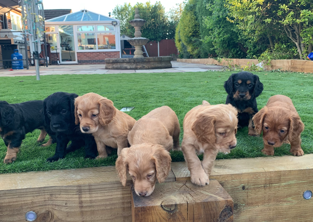 The Advantages of Advertising Your Gun Dogs Dogs Online